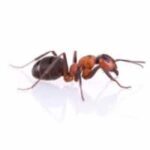 ant ant