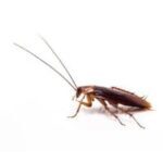 cockroach cockroach