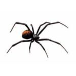 redback-spider redback-spider