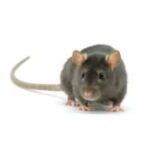 rodent rodent