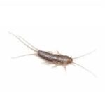 silverfish silverfish