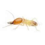Termite Termite