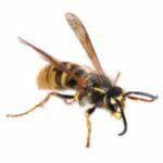 wasp wasp